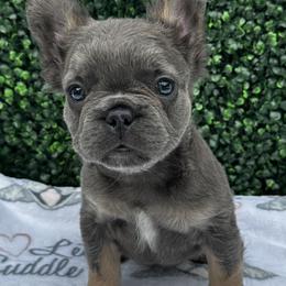 French Bulldogs from 904Frenchies