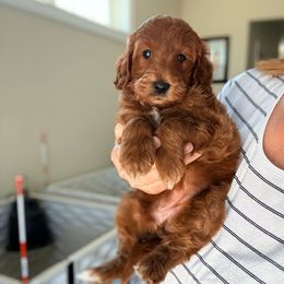 Girl 1 - Red  female Goldendoodle puppy in Marion, Ohio from Doodles & Doxies