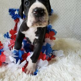 Great Dane Puppies from Gentle Giants of Tennessee Great Danes
