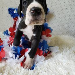 Great Dane Puppies from Gentle Giants of Tennessee Great Danes