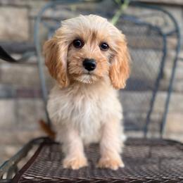 Dill - Red male Cavapoo puppy in Springtown, Texas from North Texas Puppies