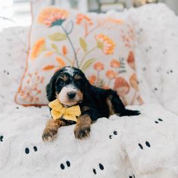 Toffee - Tri-color male Bernedoodle puppy in Murray, Utah from Sun Valley Doodles