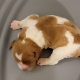 Girl 3 - French Brittany puppy in New Florence, Pennsylvania from Laurel Furnace Bretons