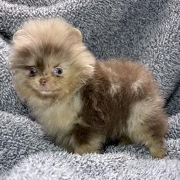 Milkway - Chocolate merle male Pomeranian puppy in Coleman, Oklahoma from Pretty Poms