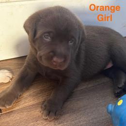 Orange Girl - Chocolate female Labrador Retriever puppy in Rock Hill, South Carolina from North Star Retrievers