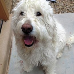 Aussiedoodles, Bernedoodles, and Goldendoodles from Arizona Goldendoodles