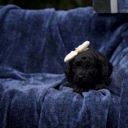 Strudel - Black female Cockapoo puppy in Deming, Washington from Heavenly Puppies to Love