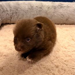 Campanilla - Chocolate female Pomeranian puppy in Brooklyn, New York from Pomeranians