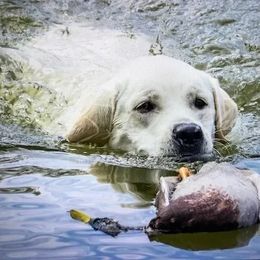 Labrador Retrievers from South Mountain Labs