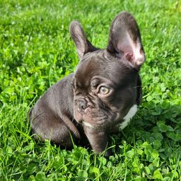 French Bulldog Puppies from Mak's French Bulldogs