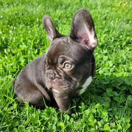 French Bulldog Puppies from Mak's French Bulldogs