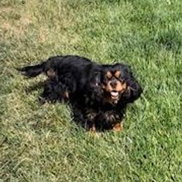 Cavalier King Charles Spaniels from CKCS