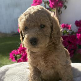 Copper - Apricot female Goldendoodle puppy in Pahrump, Nevada from Cold Creek Doodles