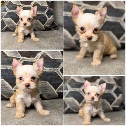 Dolly - Chocolate and tan female Yorkshire Terrier puppy in Cleveland, Tennessee from Kings Perfect Paws Yorkies