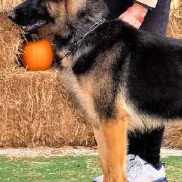 German Shepherds from French's German Shepherds