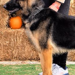German Shepherds from French's German Shepherds