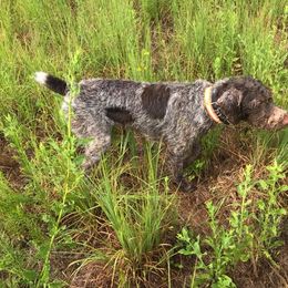 German Wirehaired Pointer All Grown Up from A and W Wirehairs