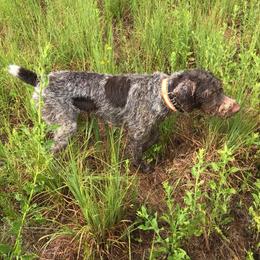 German Wirehaired Pointer All Grown Up from A and W Wirehairs