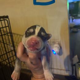 Sable blue male - Sable and white male Siberian Husky puppy in Wheeling, West Virginia from Powells Huskies