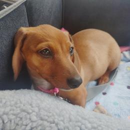 Lil Doc Quinn - Red female Dachshund puppy in Williamsburg, New Mexico from The Outlawed Dachshunds