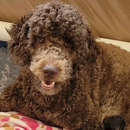 Poodles from House of Bleu Poodles