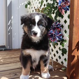 Moss - Black tri-color male Australian Shepherd puppy in Colorado from Firestone Australian Shepherds