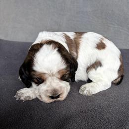 Cloyd - Tri-Roan male English Springer Spaniel puppy in Robesonia, Pennsylvania from Rogue Mountain Manor