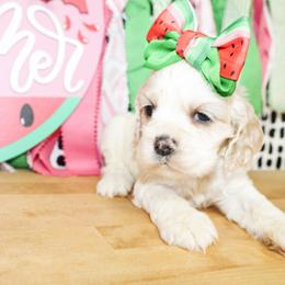 Emma - Buff and white female Cocker Spaniel puppy in Rattan, Oklahoma from Double M Cocker Spaniels
