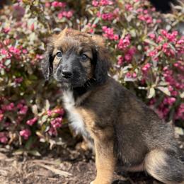 Lainey - Unfurnished Coat - female Australian Mountain Doodle puppy in Pittsburgh, Pennsylvania from WestPenn Doodles LLC
