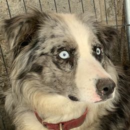 Frost - Australian Shepherd
