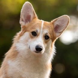 German Shepherds and Pembroke Welsh Corgis from Querencia German Shepherds and Corgis