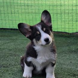 Male 4 - Black and tan male Pembroke Welsh Corgi puppy in Washington from Castle View Royal Rumps