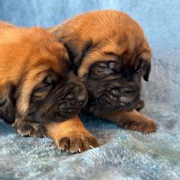 Yoshi - Apricot male Mastiff puppy in Wewoka, Oklahoma from P Diamond Mastiffs