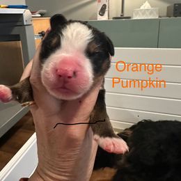 Bernese Mountain Dog Puppies from Midnight Bernese Mountain Dogs