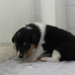 Reverse - Black white and tan female Collie puppy in Mattoon, Illinois from Gold Leaf Collies