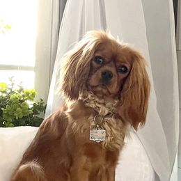 Cavalier King Charles Spaniel Puppies from JoJo’s Cavaliers