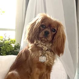 Cavalier King Charles Spaniel Puppies from JoJo’s Cavaliers