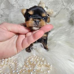 Yorkshire Terrier Puppies from Hetzel’s Enchanted Yorkies (Michigan)