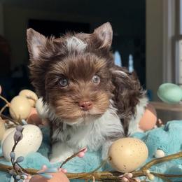 Hastings - Liver male Yorkshire Terrier puppy in Parkersburg, West Virginia from Chocolate Diamonds in the RUFF