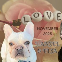 French Bulldog puppies from Angie's Little Bostons And Frenchies