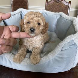 Pekingese and Poodle Puppies from Dogs lovers