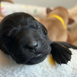 Dahlia - Black female Labrador Retriever puppy in Carthage, North Carolina from Wicked Pines Retrievers