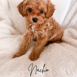 Cabbage - Apricot male Maltipoo puppy in Kula, Hawaii from Toy Poodle & Maltipoo Maui