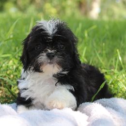 Black and white girl - Black and white female Shihpoo puppy in Newark, Ohio from Gemini Kennels