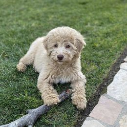 Goldendoodle Puppies from Doodle Doodle Dogs