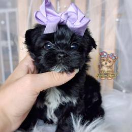 Rare Korean Moana - female Companion Cross puppy in Barren Springs, Virginia from Seeking Shalom Acres Maltese, Maltipoos & Havamalts