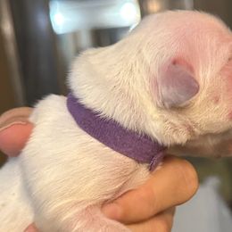 Mr Purple - Light golden Golden Retriever puppy in Denton, Texas from Farley Goldens