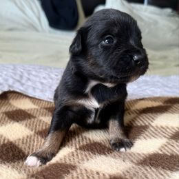 Honey - Black tri female Miniature Australian Shepherd puppy in Bartow, Florida from Peace Creek Aussies