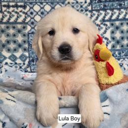 Lula Boy 4 - Light golden male Golden Retriever puppy in Niles, Michigan from Composer Goldens
