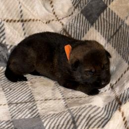 Pancake - Sable male German Shepherd puppy in Ashland, Alabama from CzechDDR